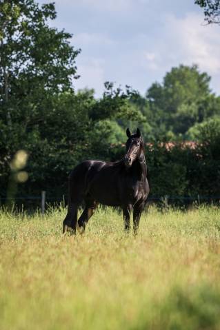 Superbe yearling