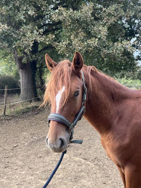 Poney par jogry d’odival 