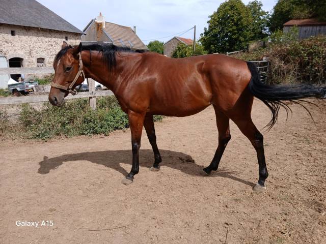 Jument pure sang 6 ans