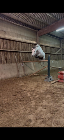 Ponette d pfs