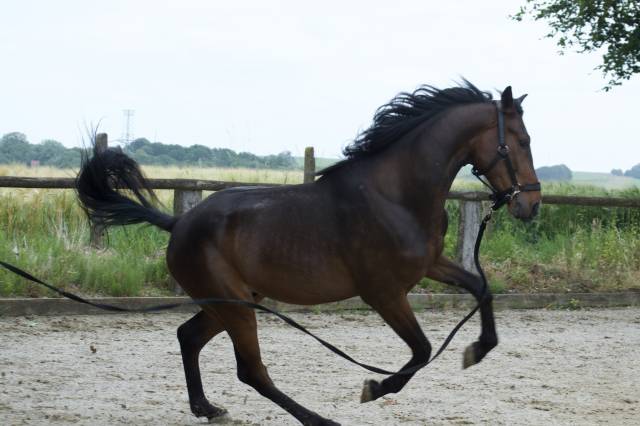 Trotteur français de 3ans et demi