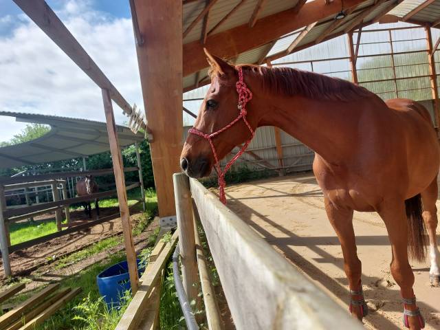 Cheval à vendre pour semi retraite