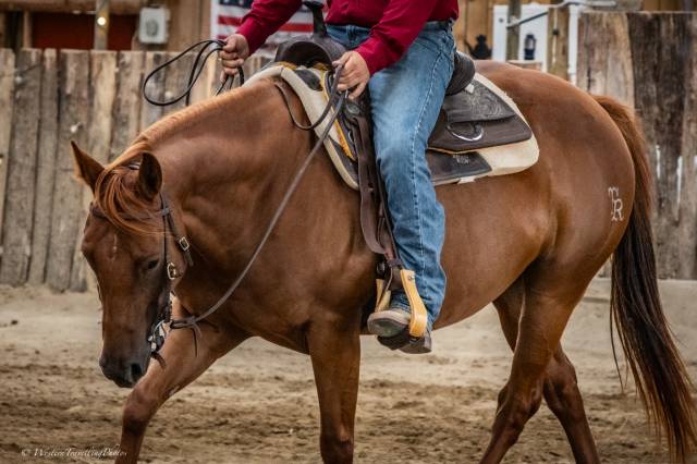 Jument quarter horse aqha — seattle du tr (5 ans)