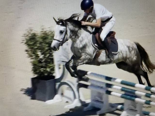 Vends ponette cso, 6 ans