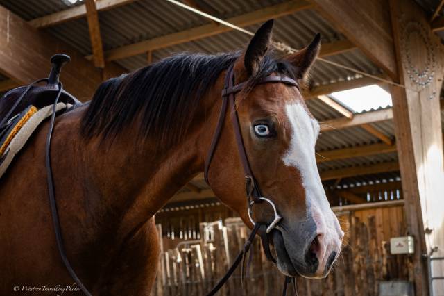 Hongre quarter horse aqha — tr bueno magic bar