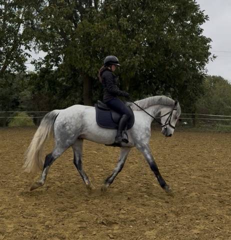  cheval cso / cce / dressage