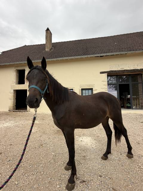 Ponette onc