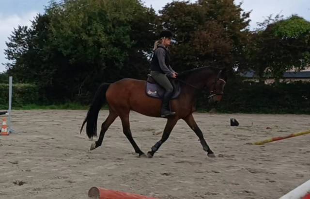 Bel hongre 1m61 de 5 ans 