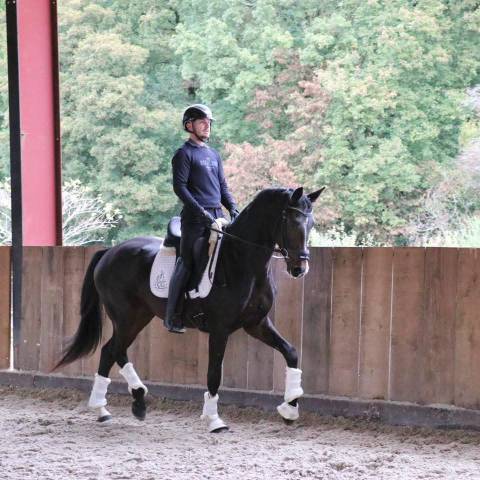 Jeune cheval de dressage kwpn 