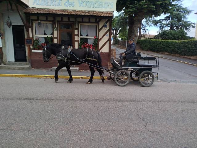 Noukie, jument percheronne
