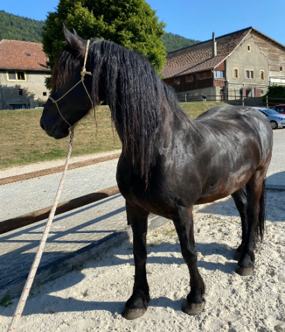 Farou - 2 frisons à vendre, si possible ensemble