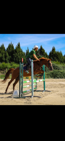 Cheval à vendre 