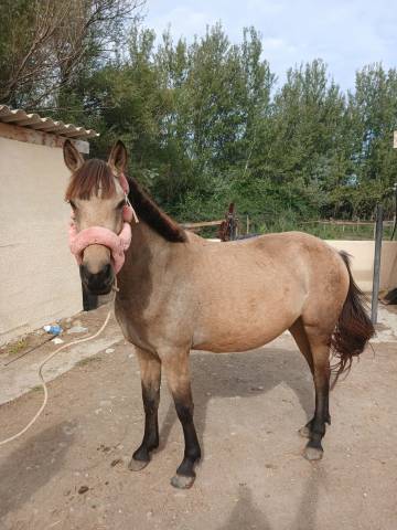à vendre poney d – noblesse du blin