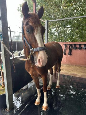 Paire de kwpn de 5 ans 