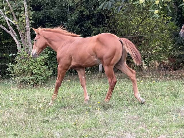 Poulain quarter horse 2026