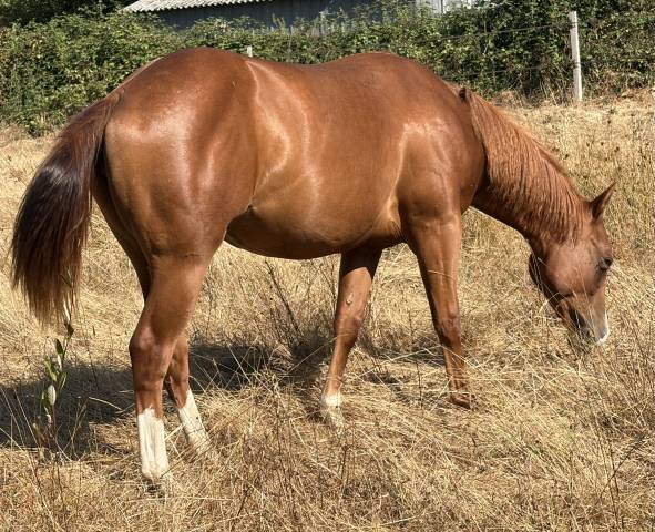 Pouliche quarter horse 2025