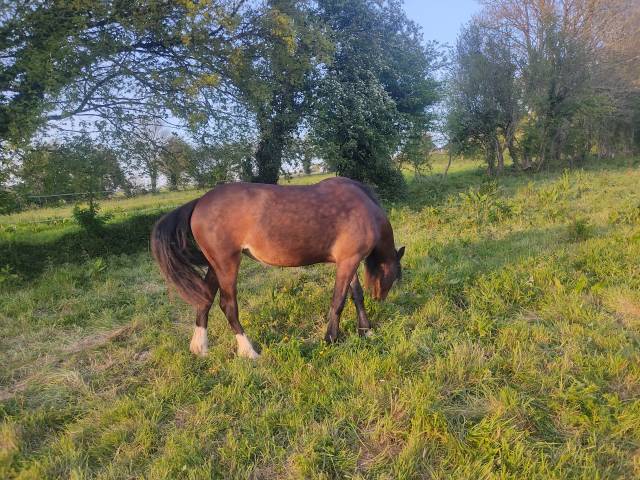 Ponette welsh cob