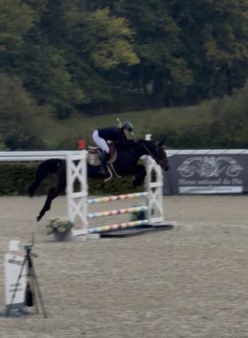Jument de selle de cso