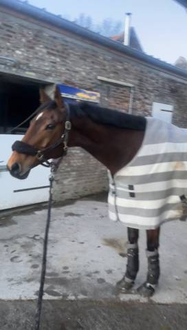 Cheval à vendre