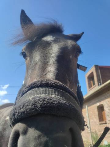 Yasmine, ponette pottock