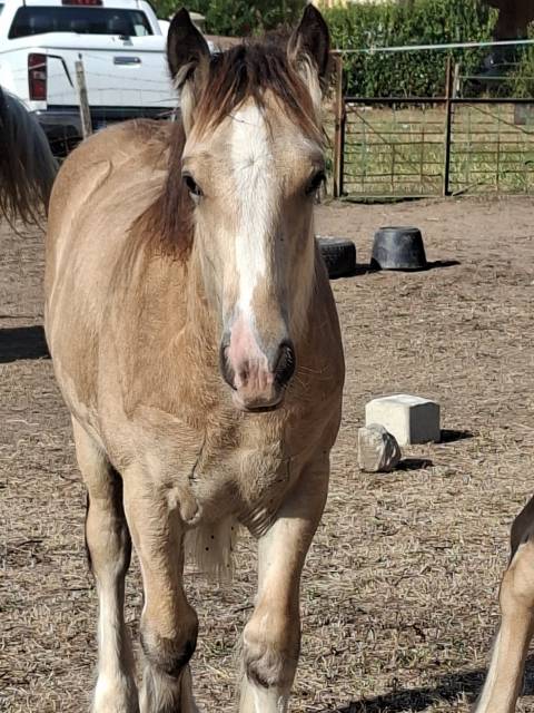 Quhozack de la chize irish-cob pp ics