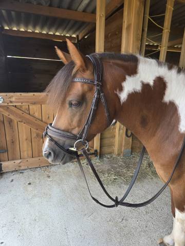 Poney b 7ans