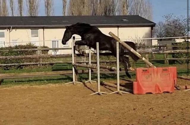 Cheval amateur 