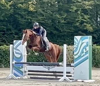Hongre de 7 ans, +-1m65, bwp, par nixon vh meulenhof