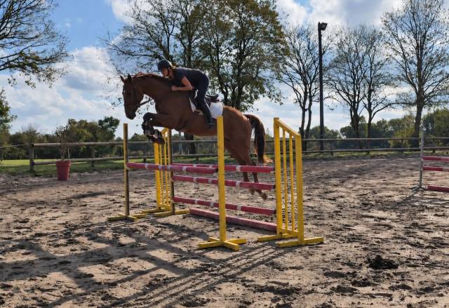 Top cheval de 5ans