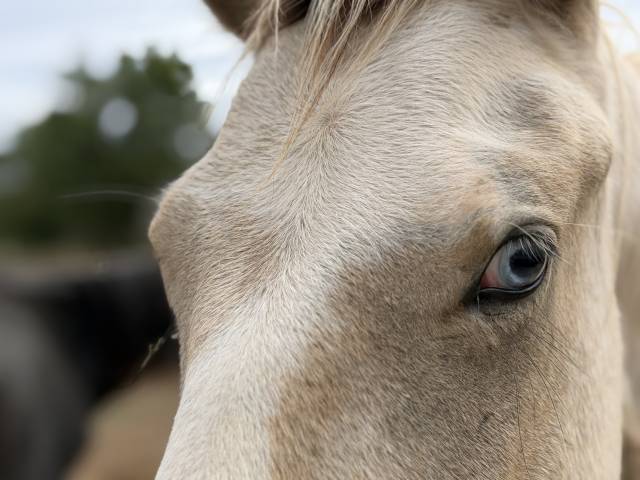 Poney male pie palomino