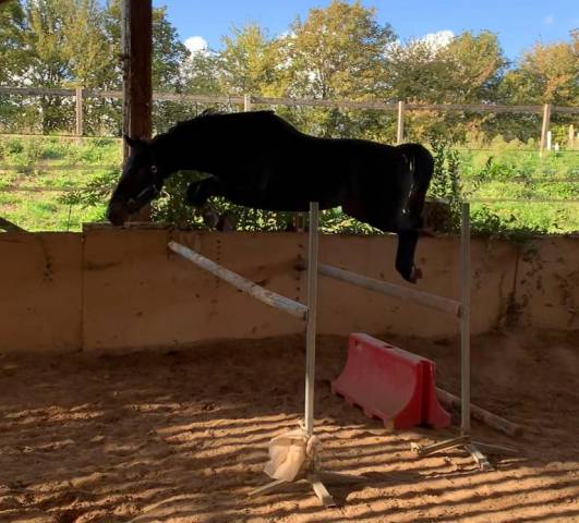à vendre – jument selle français de 3 ans