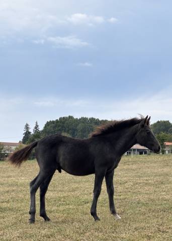 Poulain mâle oc gris sport ou loisirs 