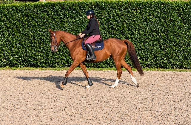 Adorable hongre 5 ans 1.50 m alezan 