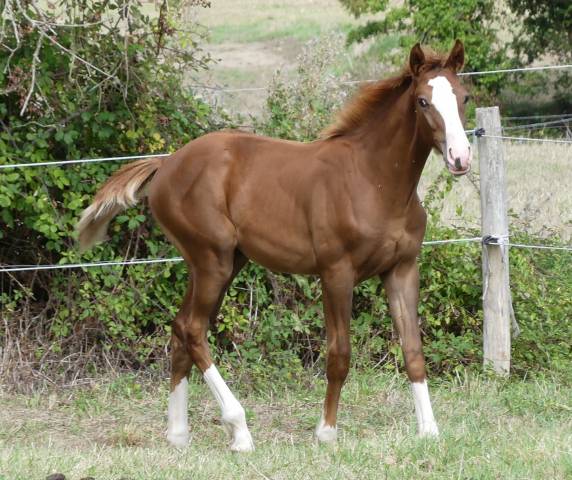 Foal sfo
