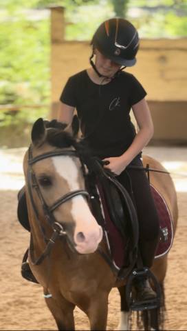Poney à louer ou à vendre