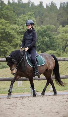 Poney à louer ou à vendre 