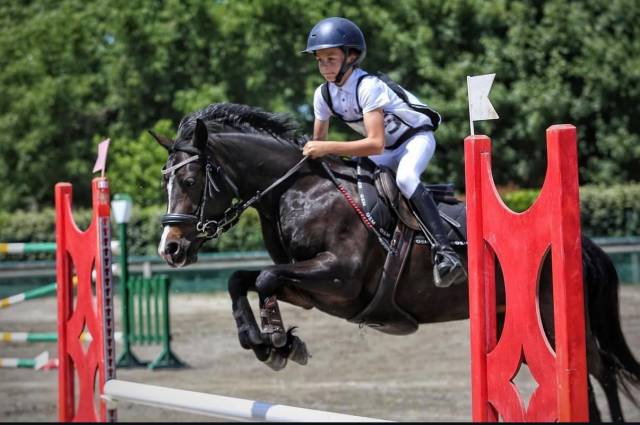 Poney à louer ou à vendre 