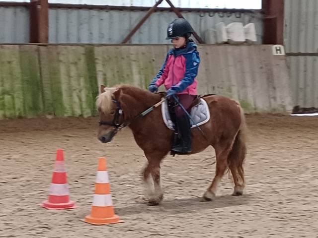 Ponette shetland idéale famille ou club