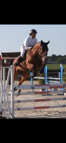 à vendre cheval de 10 ans