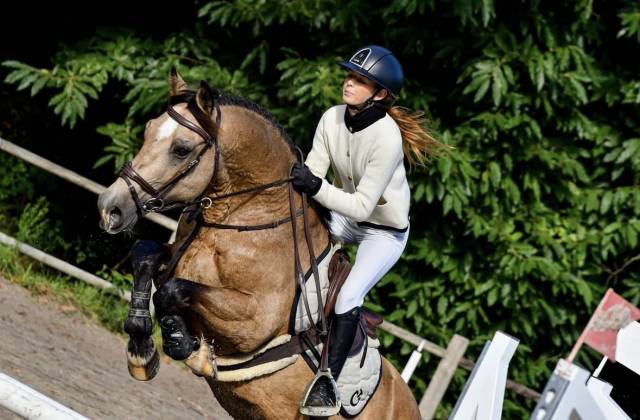 Welsh cob  gros potentiel moyens à exploiter