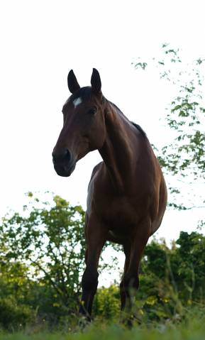 à vendre – elvis | selle français | 12 ans