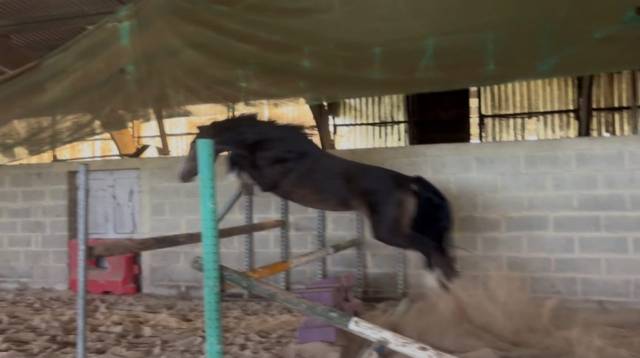 Poney mâle de 2 ans