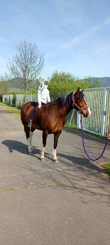 Jument paint horse pp apha
