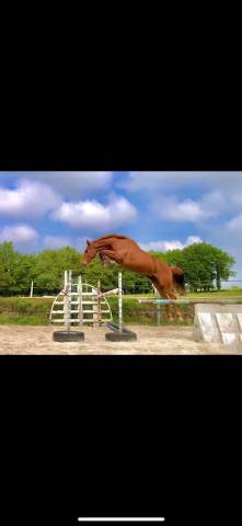 Hongre 6 ans porteur