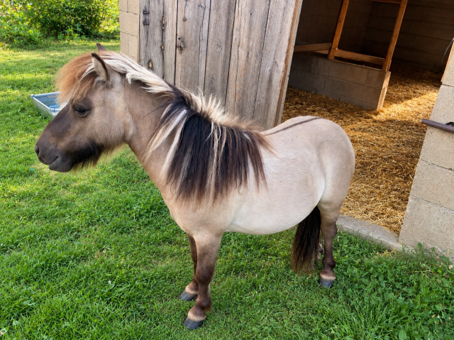 Poney shetland plein papier