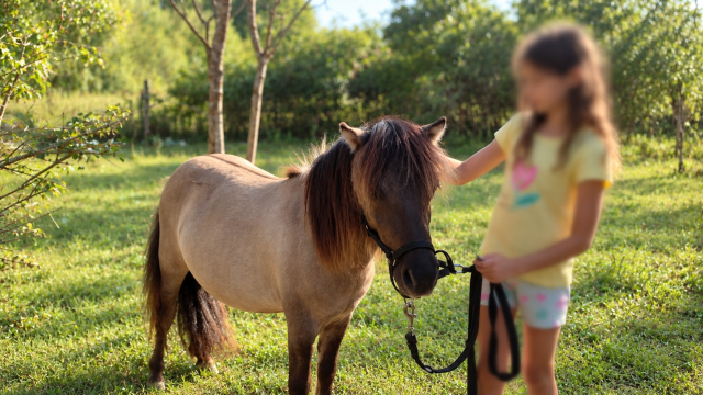 Poney shetland manipulé
