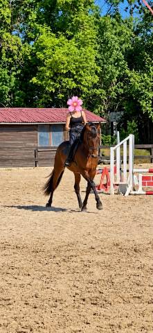 Cheval pp 9 ans - polyvalent