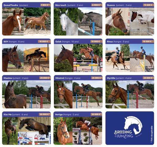 Plusieurs chevaux à vendre