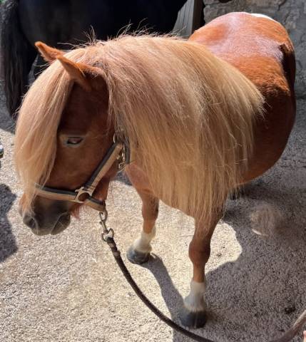 A vendre ponette shetland pp 2023