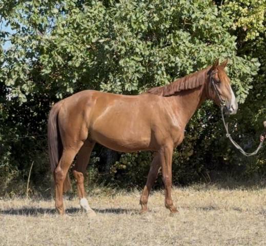 Superbe cheval de loisir